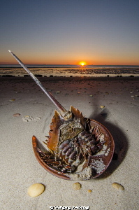 Horseshoecrab which didn´t make it back to the Atlantic d... by Wolfgang Zwicknagl 